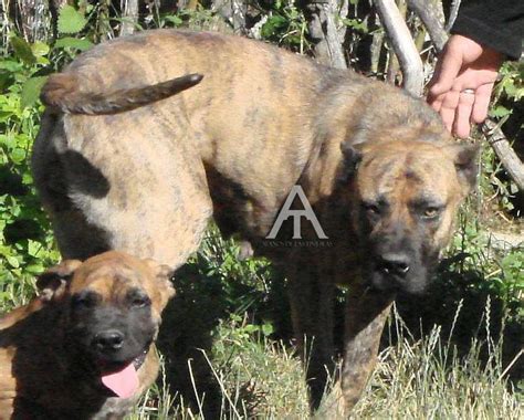 perros de jabali en venta|Alano Español de las Tinieblas